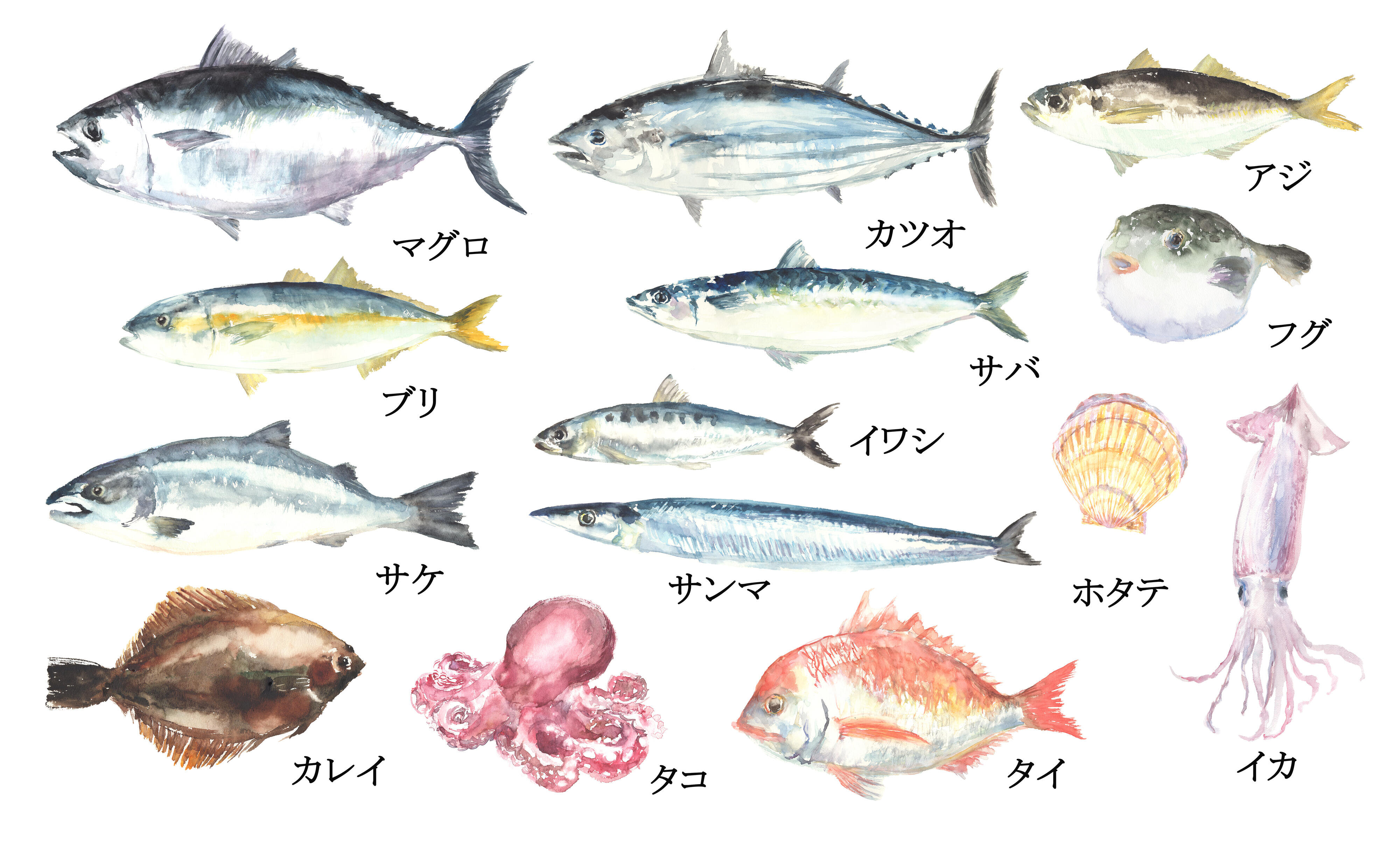 【医師監修】魚に含まれるDHA・EPAは脳に効果的って本当？