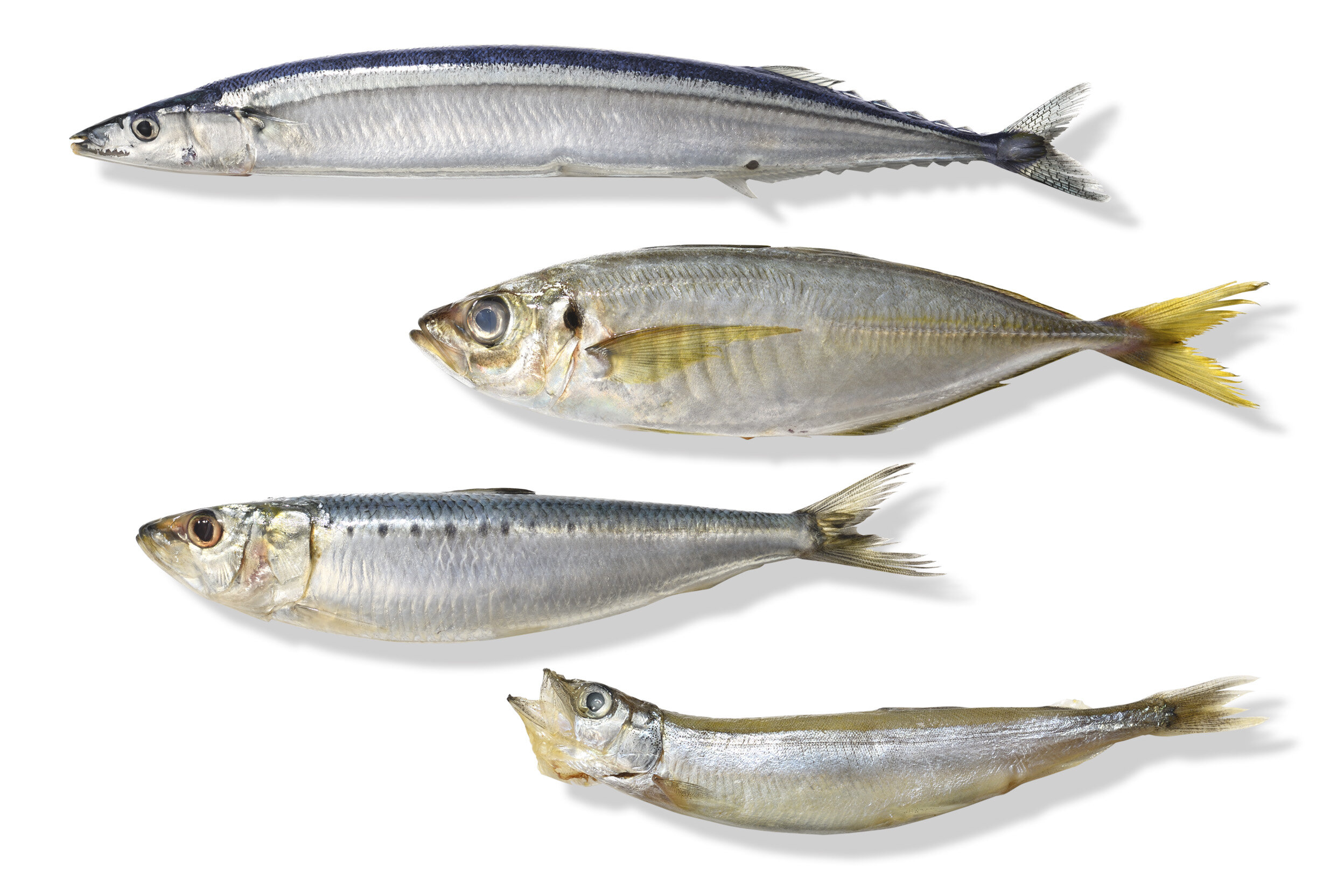 4尾の魚