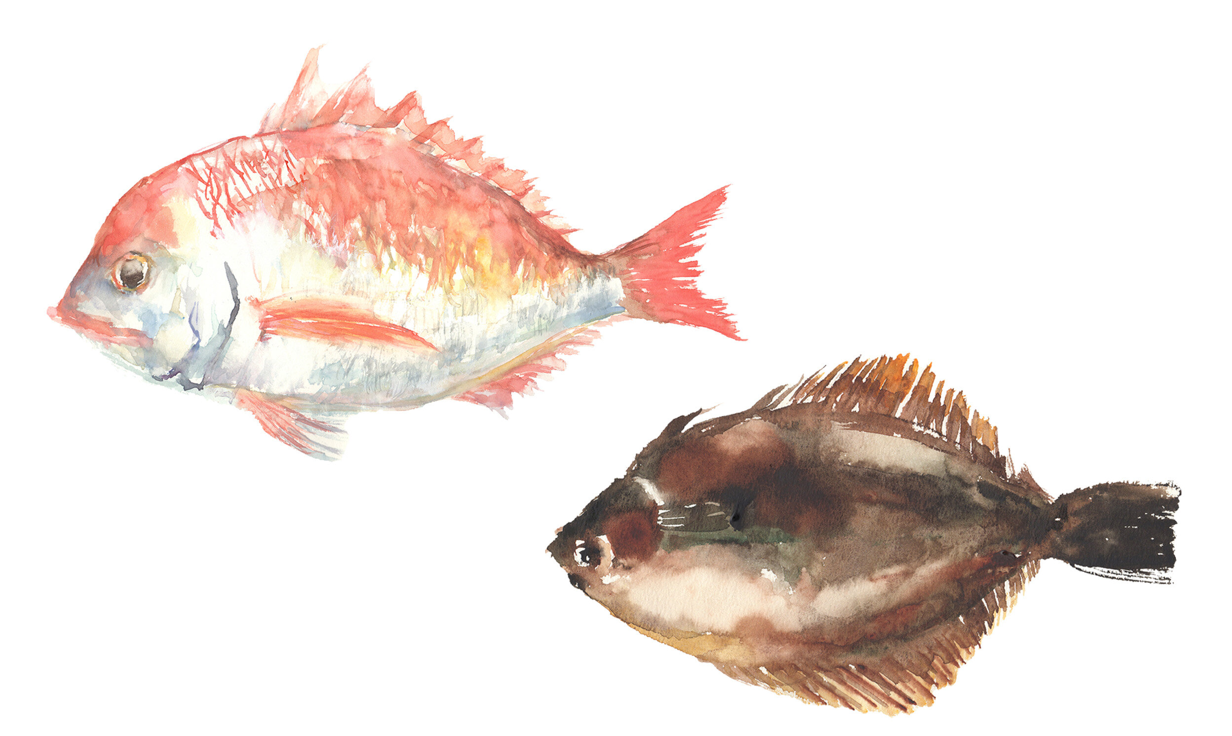 魚の鯛と鮃