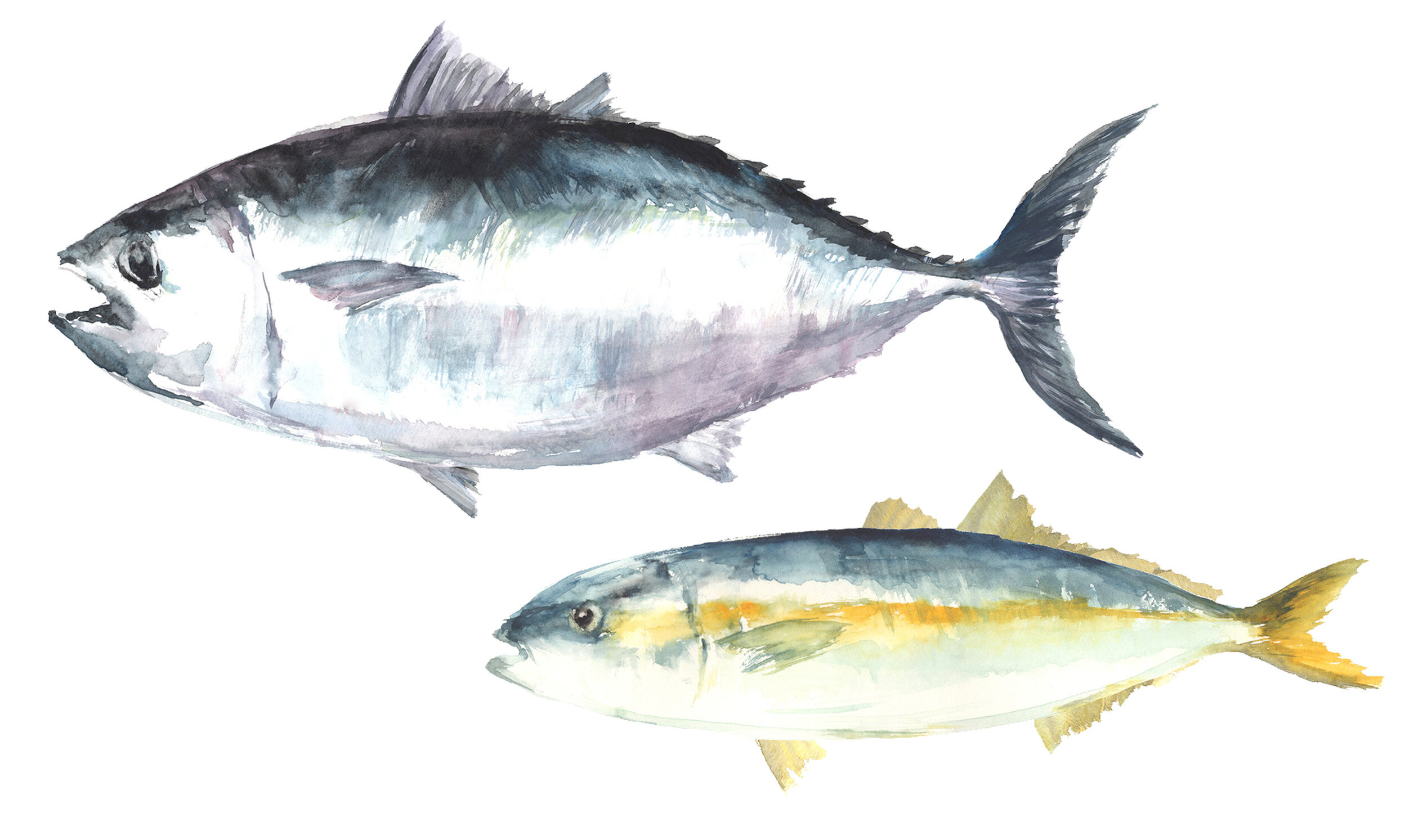 魚の鮪と鰤