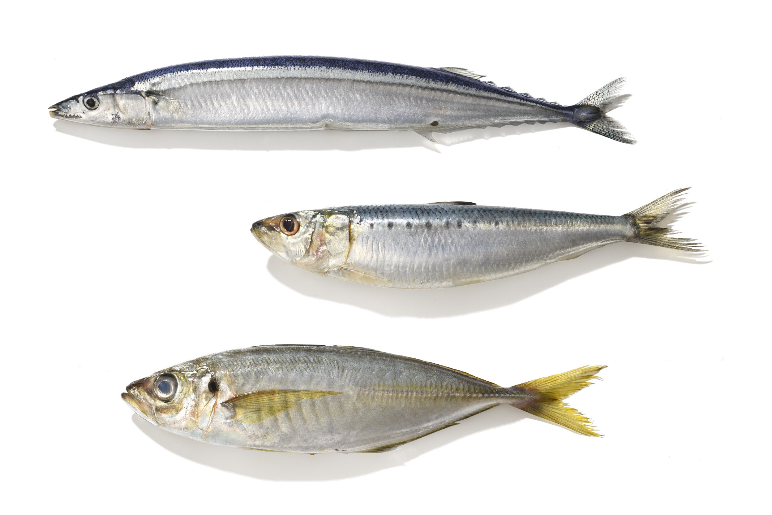 3尾の青魚
